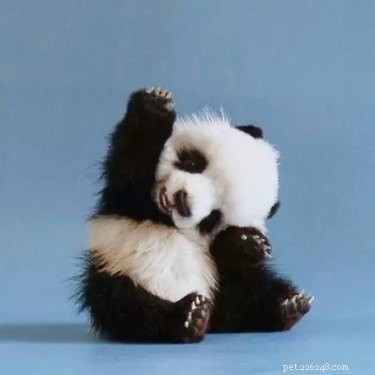 17 Adorable Chunky Baby Animals That Will Melt Your Heart
