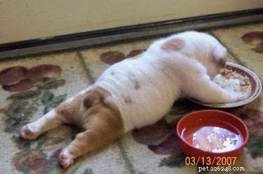 17 Adorable Baby Animals Eagerly Await Their Meals
