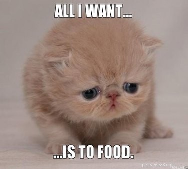 17 Adorable Baby Animals Eagerly Await Their Meals