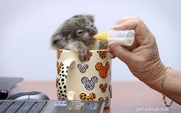 17 Adorable Baby Animals Eagerly Await Their Meals