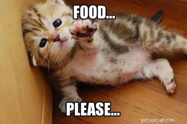17 Adorable Baby Animals Eagerly Await Their Meals