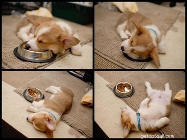 17 Adorable Baby Animals Eagerly Await Their Meals
