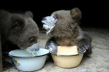 17 Adorable Baby Animals Eagerly Await Their Meals