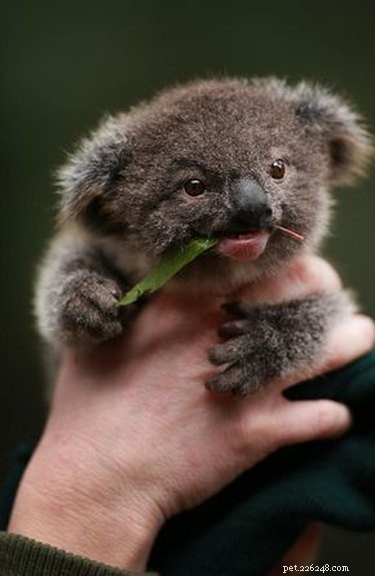 17 Adorable Baby Animals Eagerly Await Their Meals