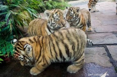 17 Adorable Baby Animals Eagerly Await Their Meals