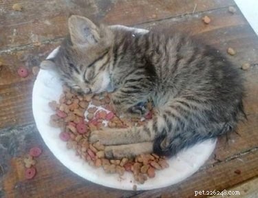 17 Adorable Baby Animals Eagerly Await Their Meals