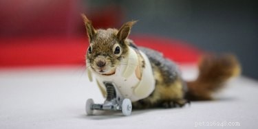 Squirrel Receives Life‑Saving Prosthetic Wheels After Trapping Accident