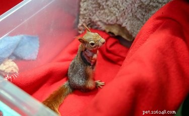 Squirrel Receives Life‑Saving Prosthetic Wheels After Trapping Accident