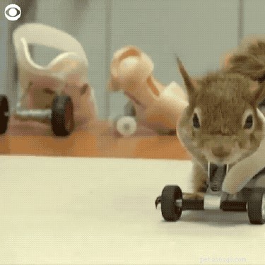 Squirrel Receives Life‑Saving Prosthetic Wheels After Trapping Accident