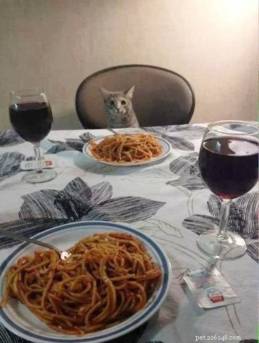 18 Hilarious Pet Photos That Will Brighten Your Day