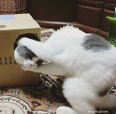 18 Hilarious Pet Photos That Will Brighten Your Day
