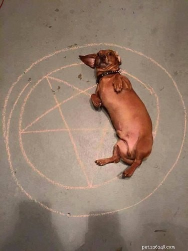 18 Hilarious Pet Photos That Will Brighten Your Day