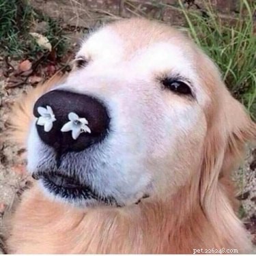 18 Hilarious Pet Photos That Will Brighten Your Day