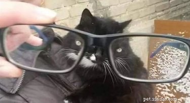 18 Hilarious Pet Photos That Will Brighten Your Day