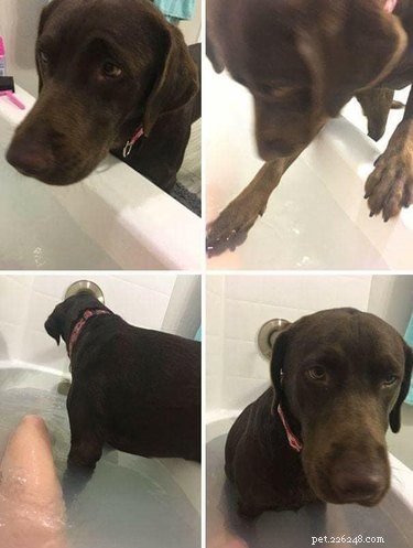 18 Hilarious Pet Photos That Will Brighten Your Day