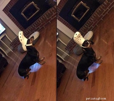 18 Hilarious Pet Photos That Will Brighten Your Day