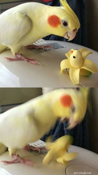 18 Hilarious Pet Photos That Will Brighten Your Day