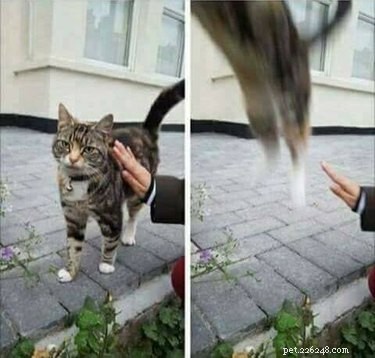 18 Hilarious Pet Photos That Will Brighten Your Day