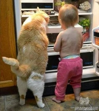 18 Hilarious Pet Photos That Will Brighten Your Day