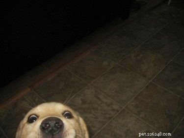 18 Hilarious Pet Photos That Will Brighten Your Day