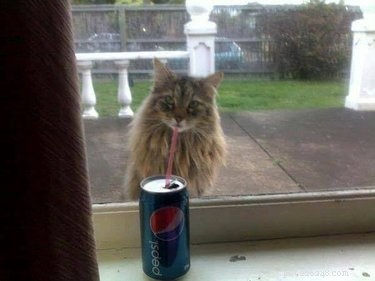 18 Hilarious Pet Photos That Will Brighten Your Day