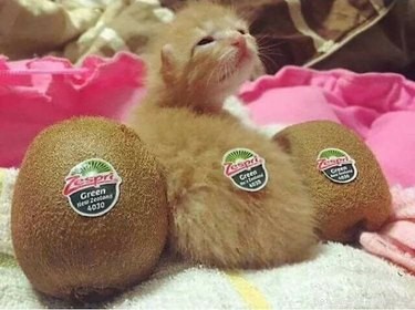 18 Hilarious Pet Photos That Will Brighten Your Day