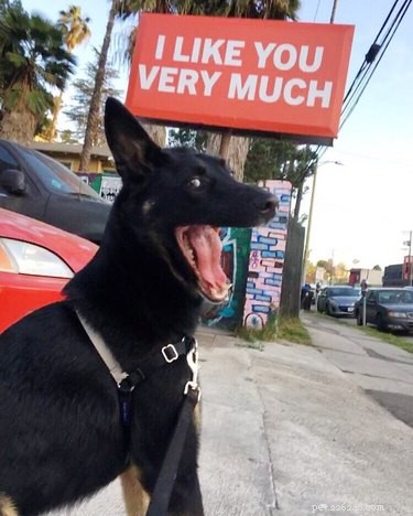 18 Hilarious Pet Photos That Will Brighten Your Day