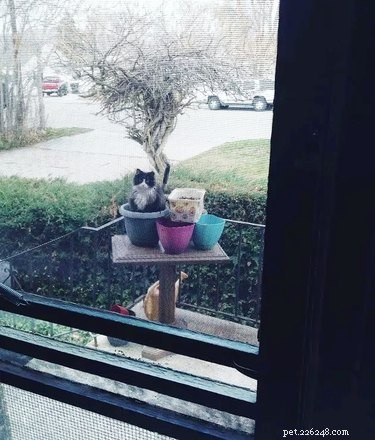 18 Hilarious Pet Photos That Will Brighten Your Day