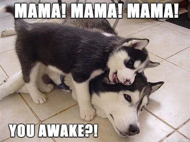 21 Dedicated Pet Parents Doing Their Best: Heartfelt Stories of Commitment