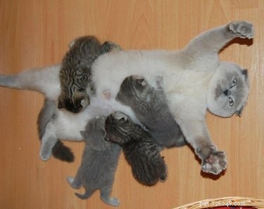 21 Dedicated Pet Parents Doing Their Best: Heartfelt Stories of Commitment
