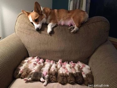 21 Dedicated Pet Parents Doing Their Best: Heartfelt Stories of Commitment