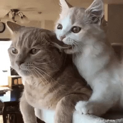21 Dedicated Pet Parents Doing Their Best: Heartfelt Stories of Commitment