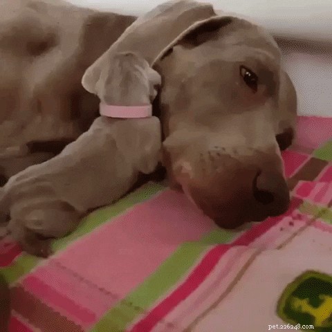 21 Dedicated Pet Parents Doing Their Best: Heartfelt Stories of Commitment