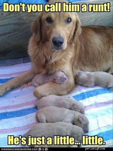 21 Dedicated Pet Parents Doing Their Best: Heartfelt Stories of Commitment