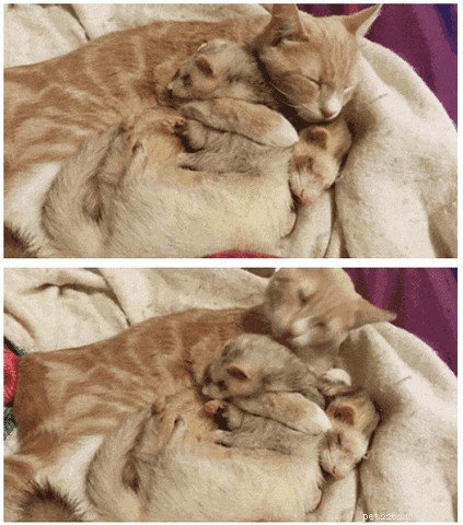 21 Dedicated Pet Parents Doing Their Best: Heartfelt Stories of Commitment