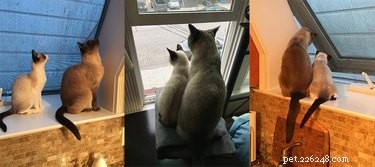 21 Dedicated Pet Parents Doing Their Best: Heartfelt Stories of Commitment