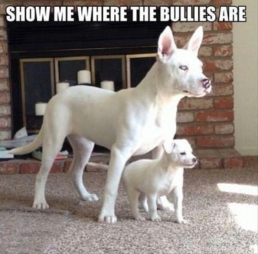 21 Dedicated Pet Parents Doing Their Best: Heartfelt Stories of Commitment