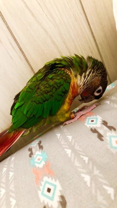 21 Sweetest Bird Companions on the Internet