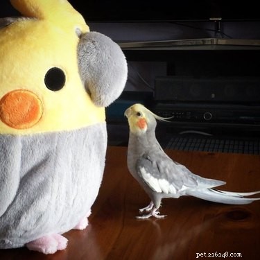 21 Sweetest Bird Companions on the Internet