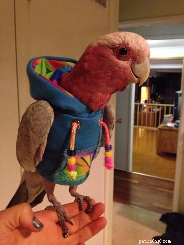 21 Sweetest Bird Companions on the Internet