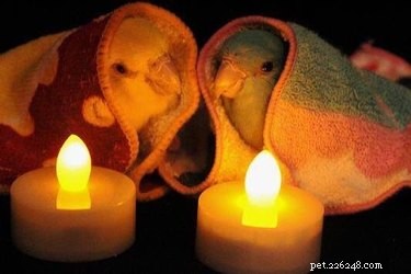 21 Sweetest Bird Companions on the Internet