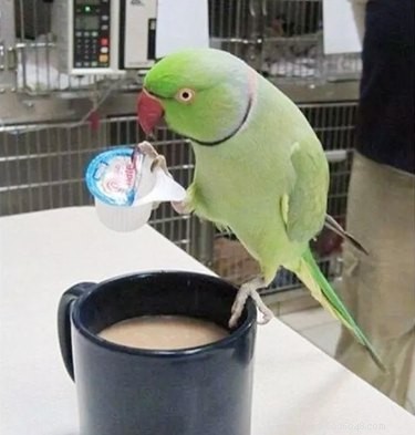 21 Sweetest Bird Companions on the Internet