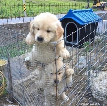 20 Clever Pets That Outsmart Enclosures—Houdini Would Be Proud