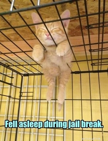 20 Clever Pets That Outsmart Enclosures—Houdini Would Be Proud