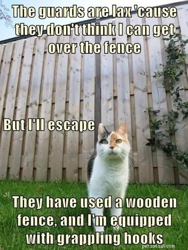 20 Clever Pets That Outsmart Enclosures—Houdini Would Be Proud