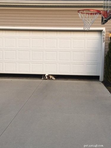 20 Clever Pets That Outsmart Enclosures—Houdini Would Be Proud