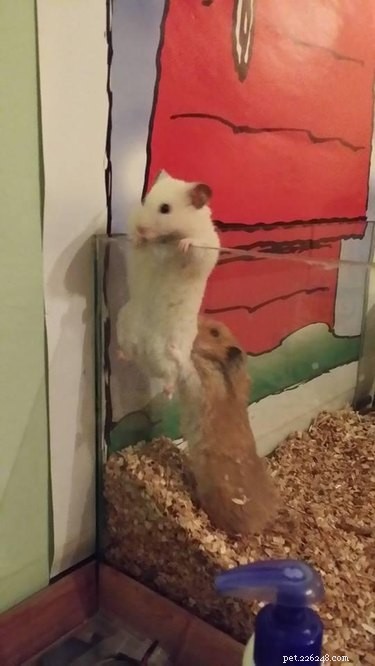20 Clever Pets That Outsmart Enclosures—Houdini Would Be Proud