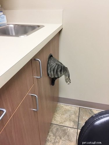 20 Clever Pets That Outsmart Enclosures—Houdini Would Be Proud