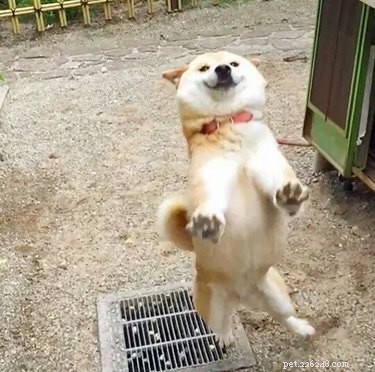 16 Adorable Pet Moments Guaranteed to Make You Laugh