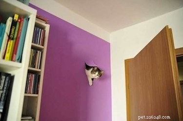16 Adorable Pet Moments Guaranteed to Make You Laugh